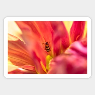 Spotted cucumber beetle on dahlia Sticker